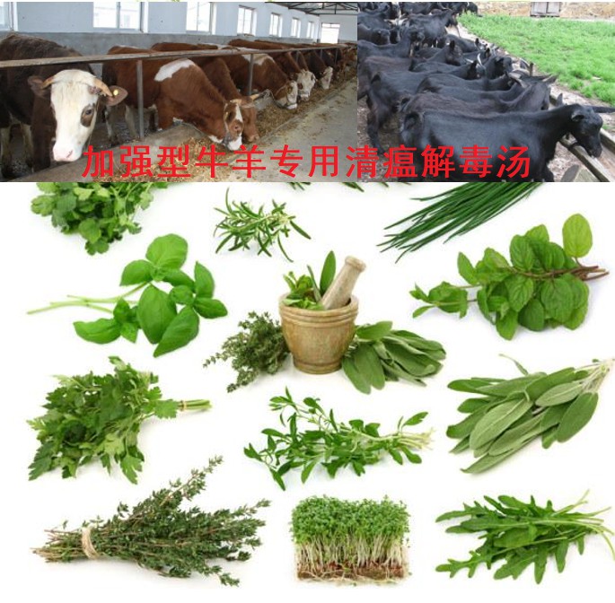 加强型牛羊专用清瘟解毒汤，16味原生中草药公开组方，牛羊养殖场常备无忧