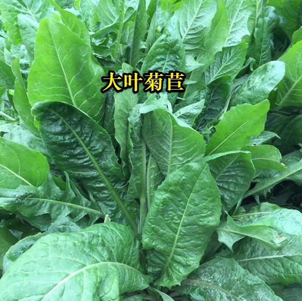 大叶菊苣----高蛋白质含量，防畜禽拉稀、止泻饲草