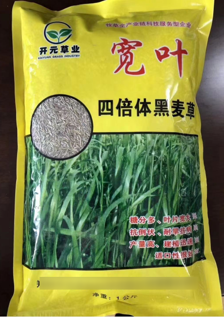 宽叶一年生四倍体黑麦草--耐低温生长，秋冬非常优质的牧草