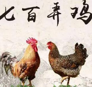 七百弄鸡——一吃难忘的优质肉鸡品种，广西壮族自治区河池市大化县特产，全国农产品地理标志