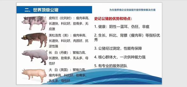 史记猪精，以“精”降本、以“种”增效--提高养殖者的经济效益！