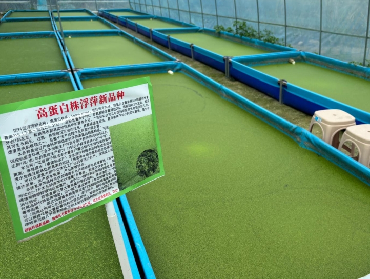 【营养大王·高效蛋白源】饲料型高蛋白浮萍——亩年产1吨天然高蛋白饲料，养殖降本增效利器！