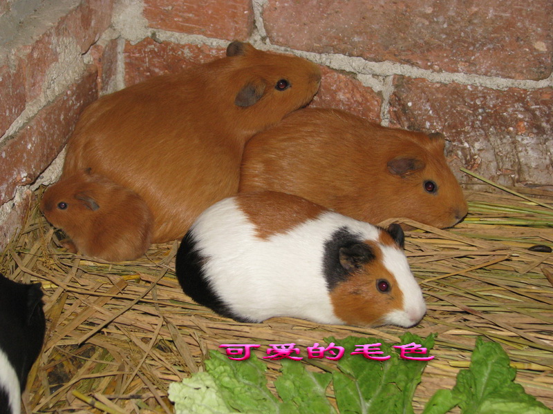 彩豚与黄豚适于作宠物饲养的豚鼠品种