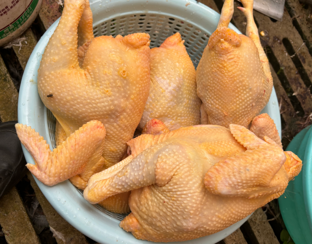 发酵牧草（肉鸡）.png