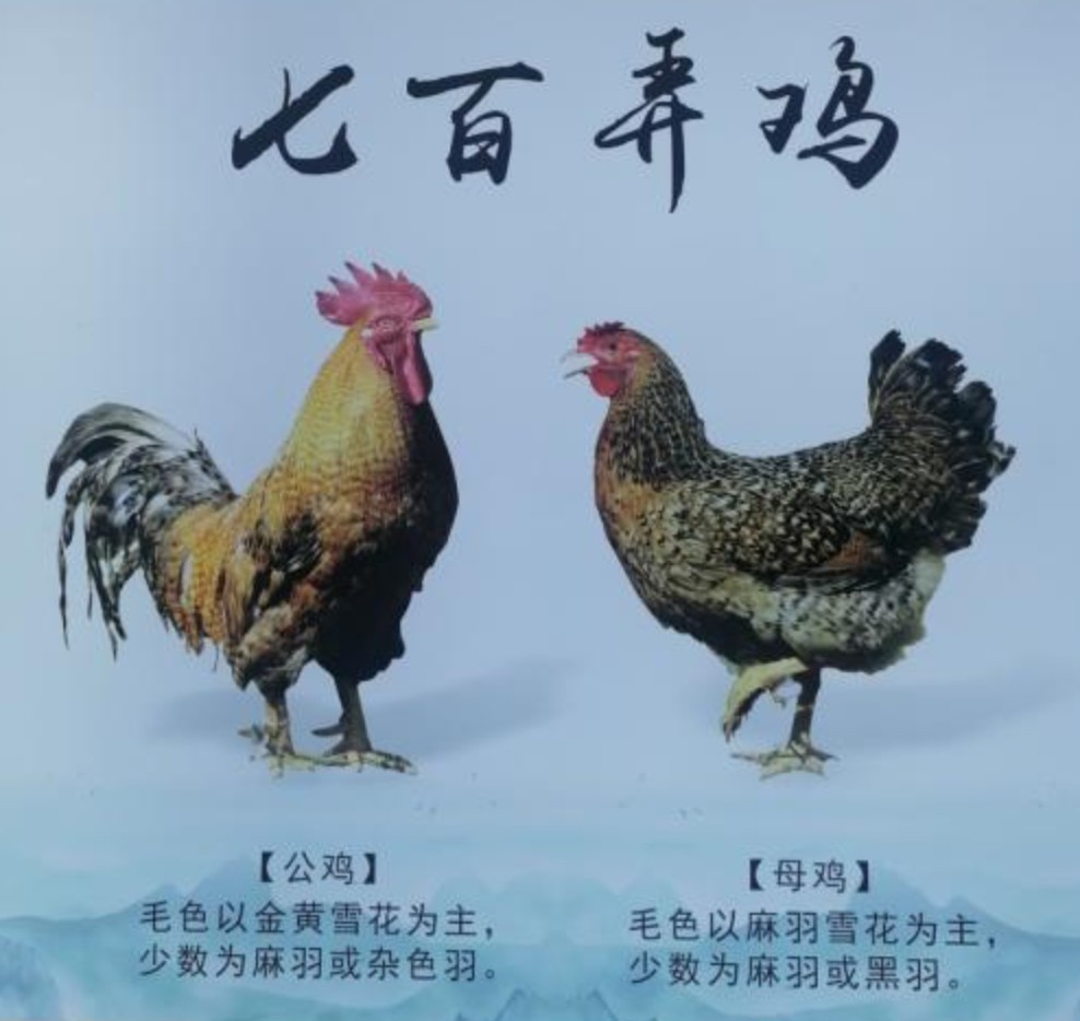 七百弄鸡.jpg