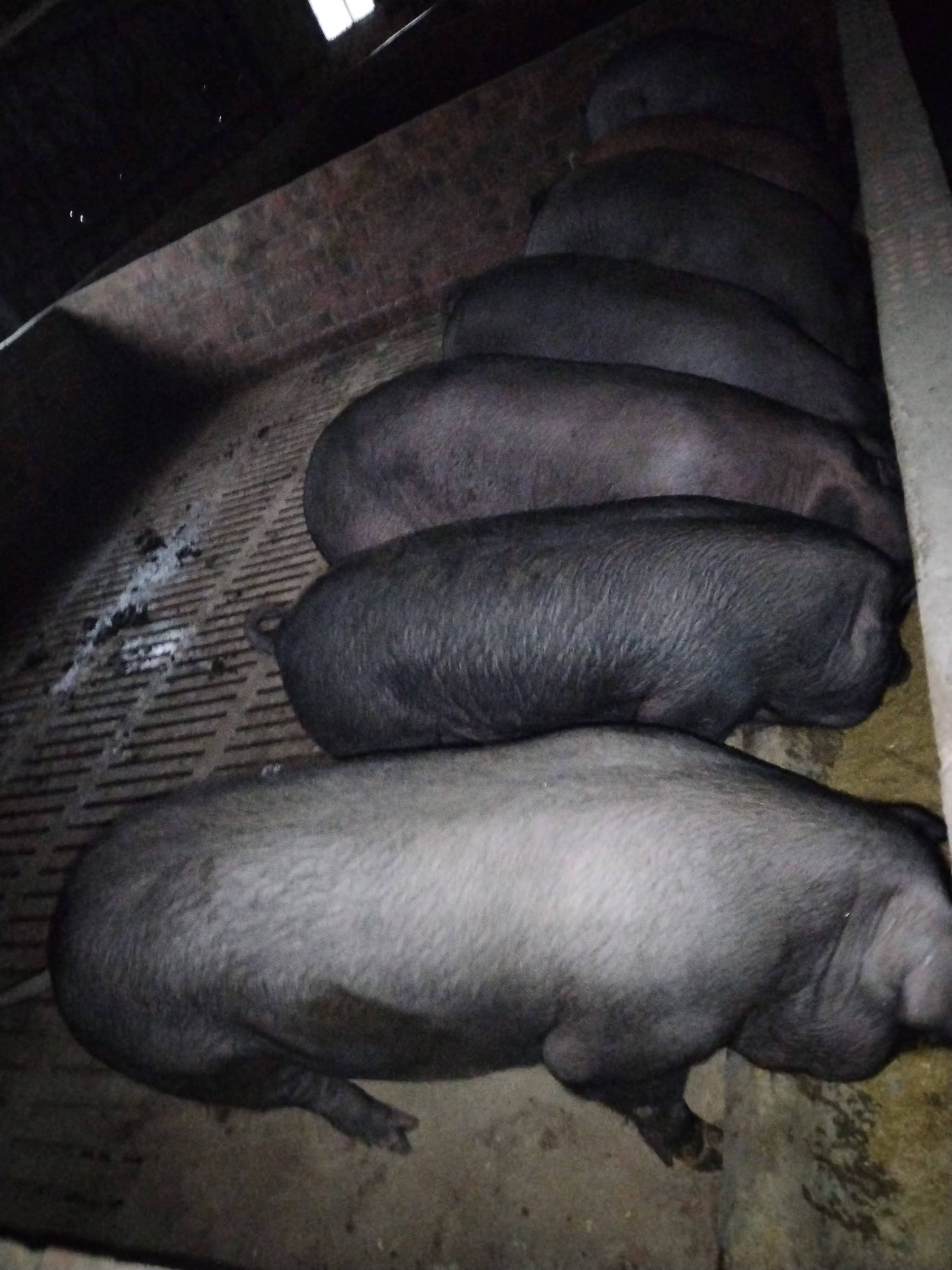 发酵饲料饲喂黑猪1.jpg