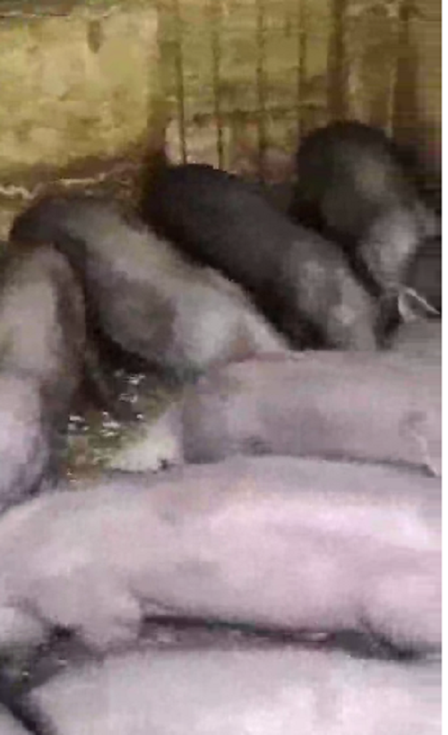 猪吃豆渣.png