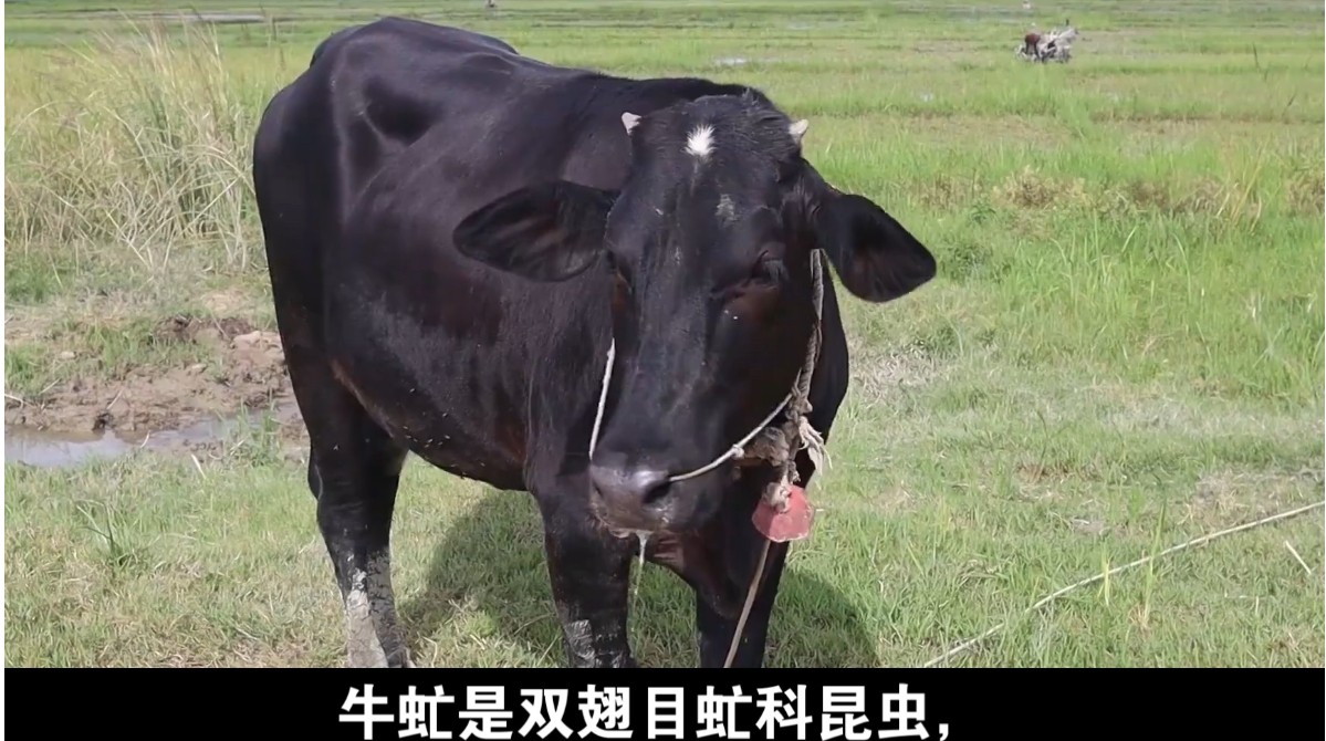 屏幕截图_9-4-2025_21551_image.baidu.com.jpeg