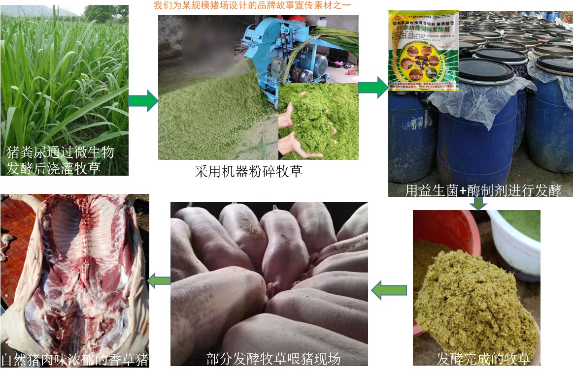 我们为某规模猪场设计的品牌故事宣传素材之一.jpg