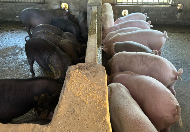 17389179805257307.png 17389179805257307.png