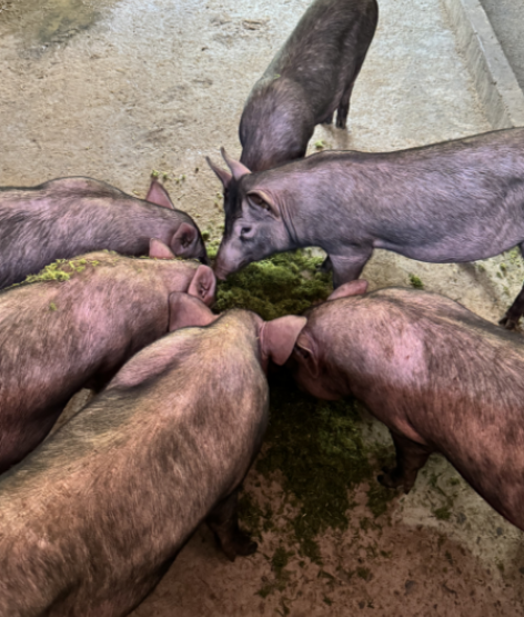 17372652887892103 (1).png 17372652887892103 (1).png