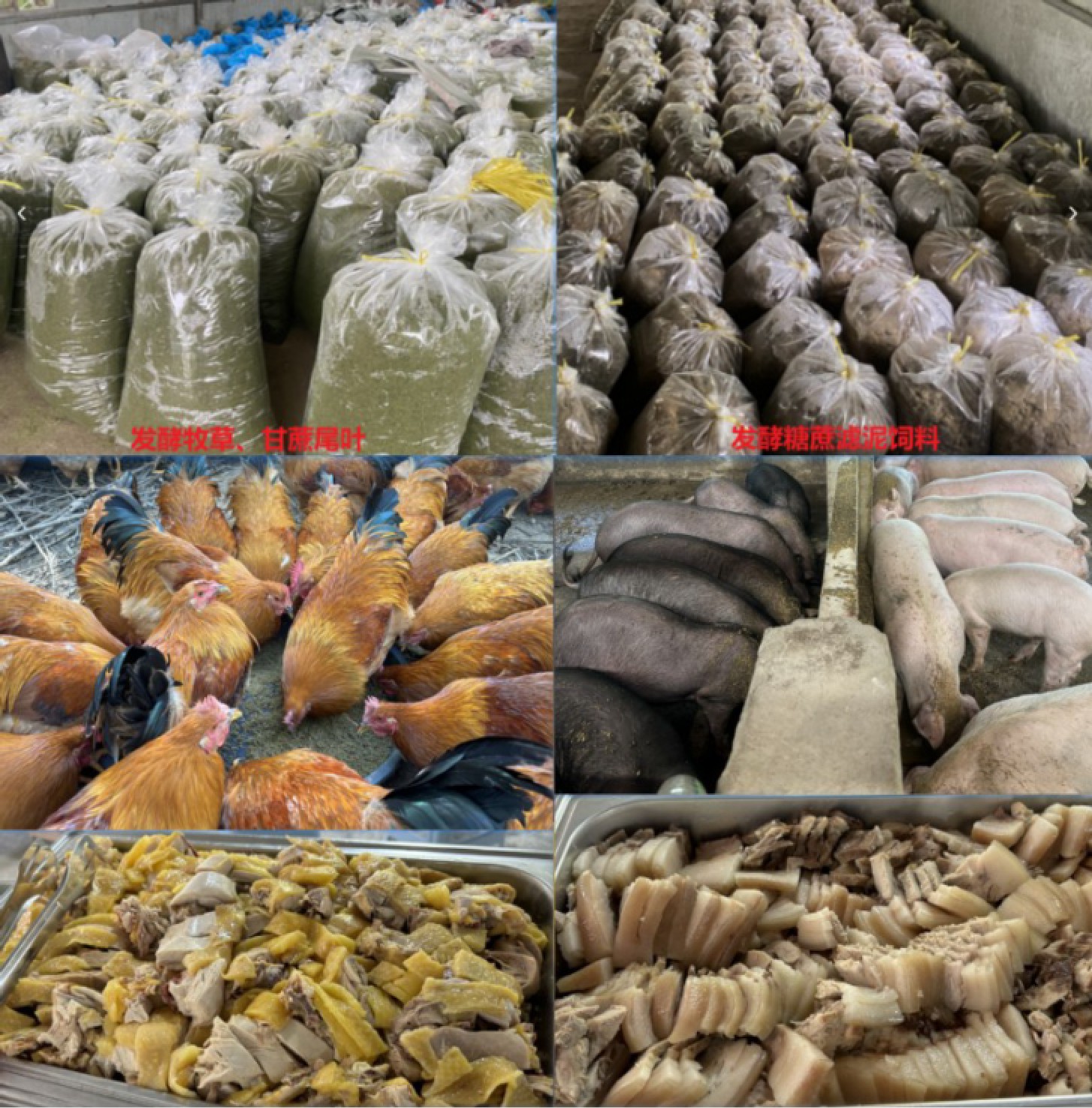 发酵饲料养猪鸡.jpg
