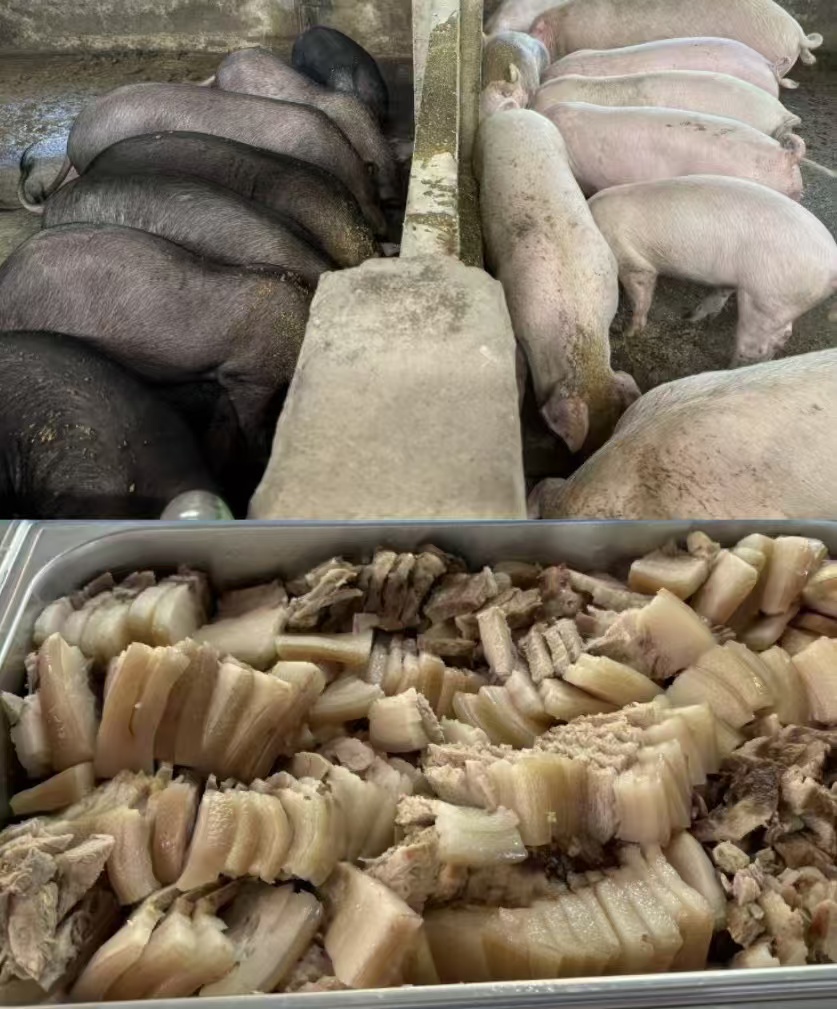 牧草猪3.jpg 牧草猪3.jpg