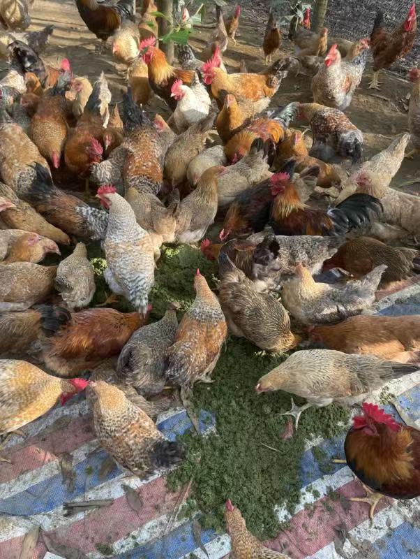 牧草鸡1.jpg 牧草鸡1.jpg