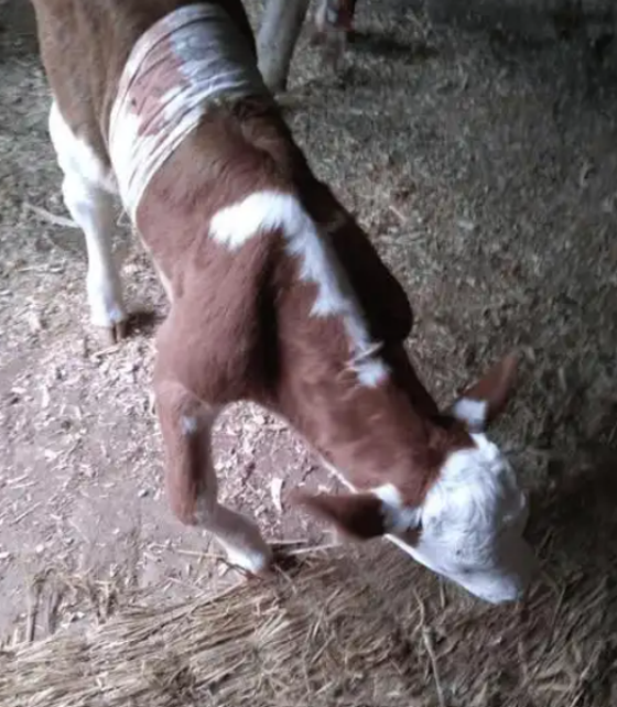 QQ图片20251111103800.png QQ图片20251111103800.png