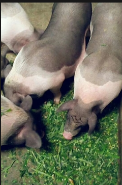 095bac568670b496a42bcb031c8661d5.png 095bac568670b496a42bcb031c8661d5.png