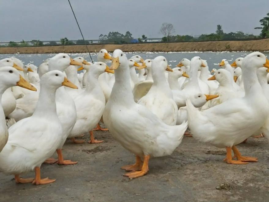 1716880397131733.jpg 1716880397131733.jpg