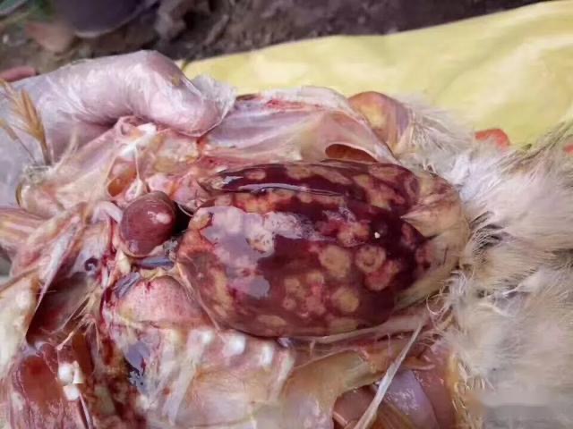 微信图片_20251210093956.jpg 微信图片_20251210093956.jpg