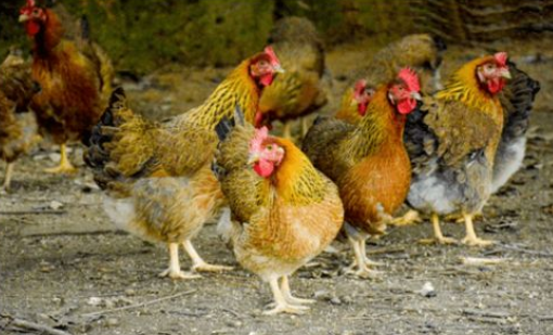 QQ图片20251229104206.png QQ图片20251229104206.png