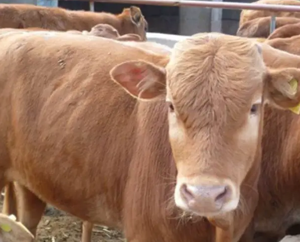 QQ图片20260113110844.png QQ图片20260113110844.png