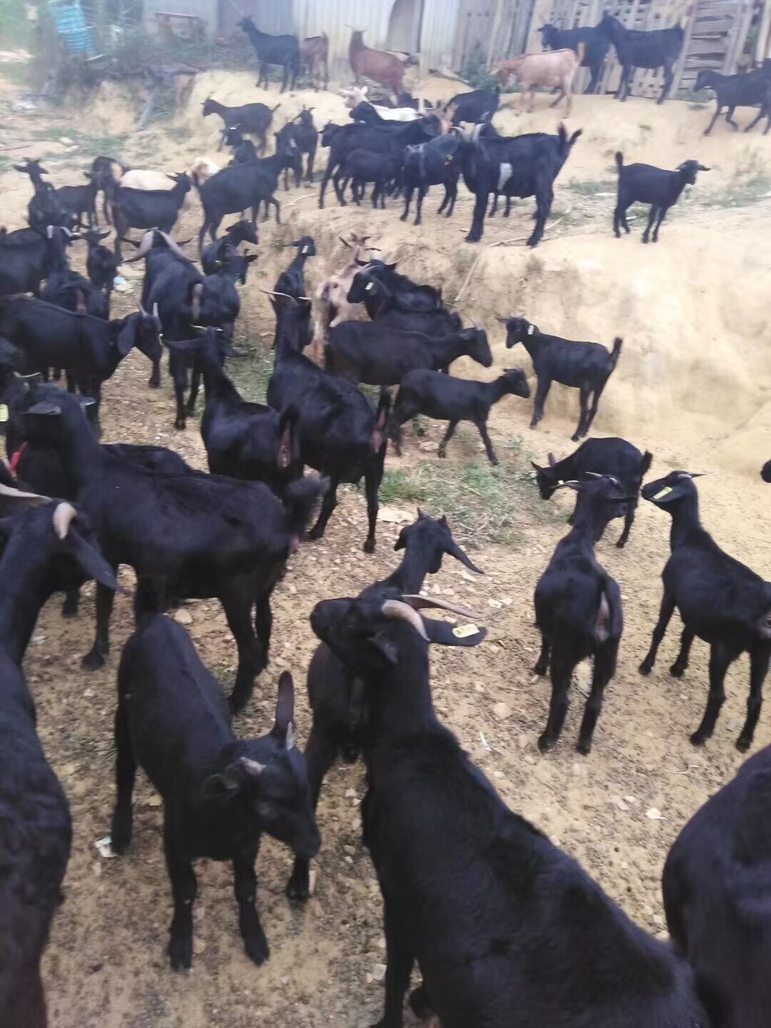 QQ图片20230506121130.jpg QQ图片20230506121130.jpg