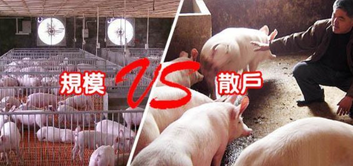 规模猪场VS散养猪场.jpg 规模猪场VS散养猪场.jpg