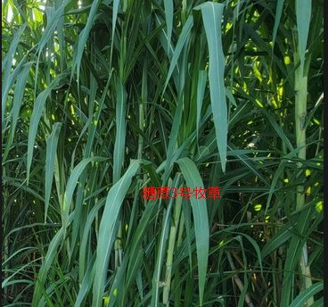 糖蔗3号牧草.png