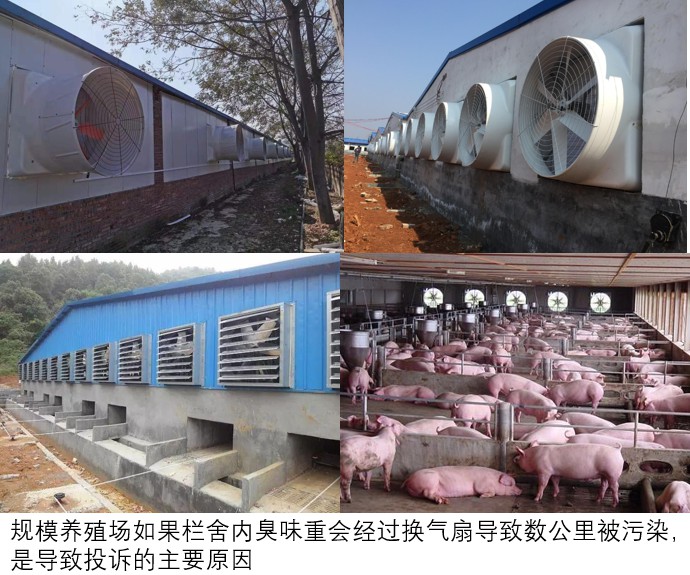 规模养殖场如果栏舍内臭味重会经过换气扇导致数公里被污染,是导致投诉的主要原因.jpg 规模养殖场如果栏舍内臭味重会经过换气扇导致数公里被污染,是导致投诉的主要原因.jpg
