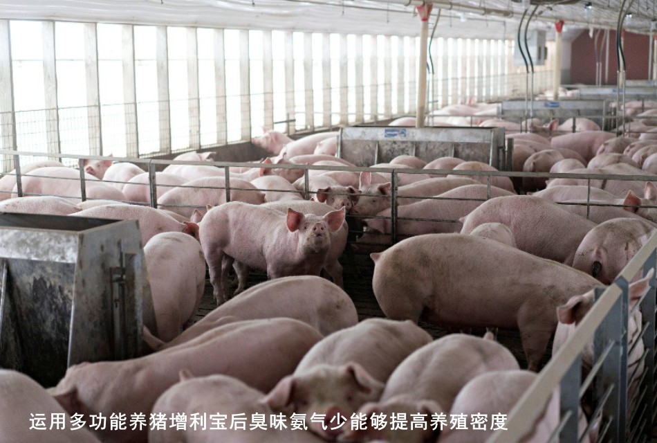 运用多功能养猪增利宝后臭味氨气少能够提高养殖密度2.jpg 运用多功能养猪增利宝后臭味氨气少能够提高养殖密度2.jpg