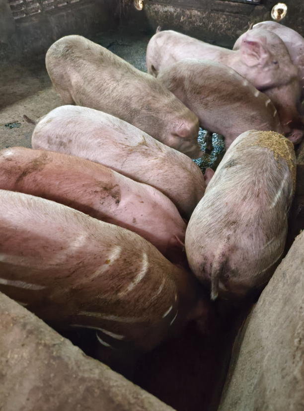 17421963259005842.png 17421963259005842.png