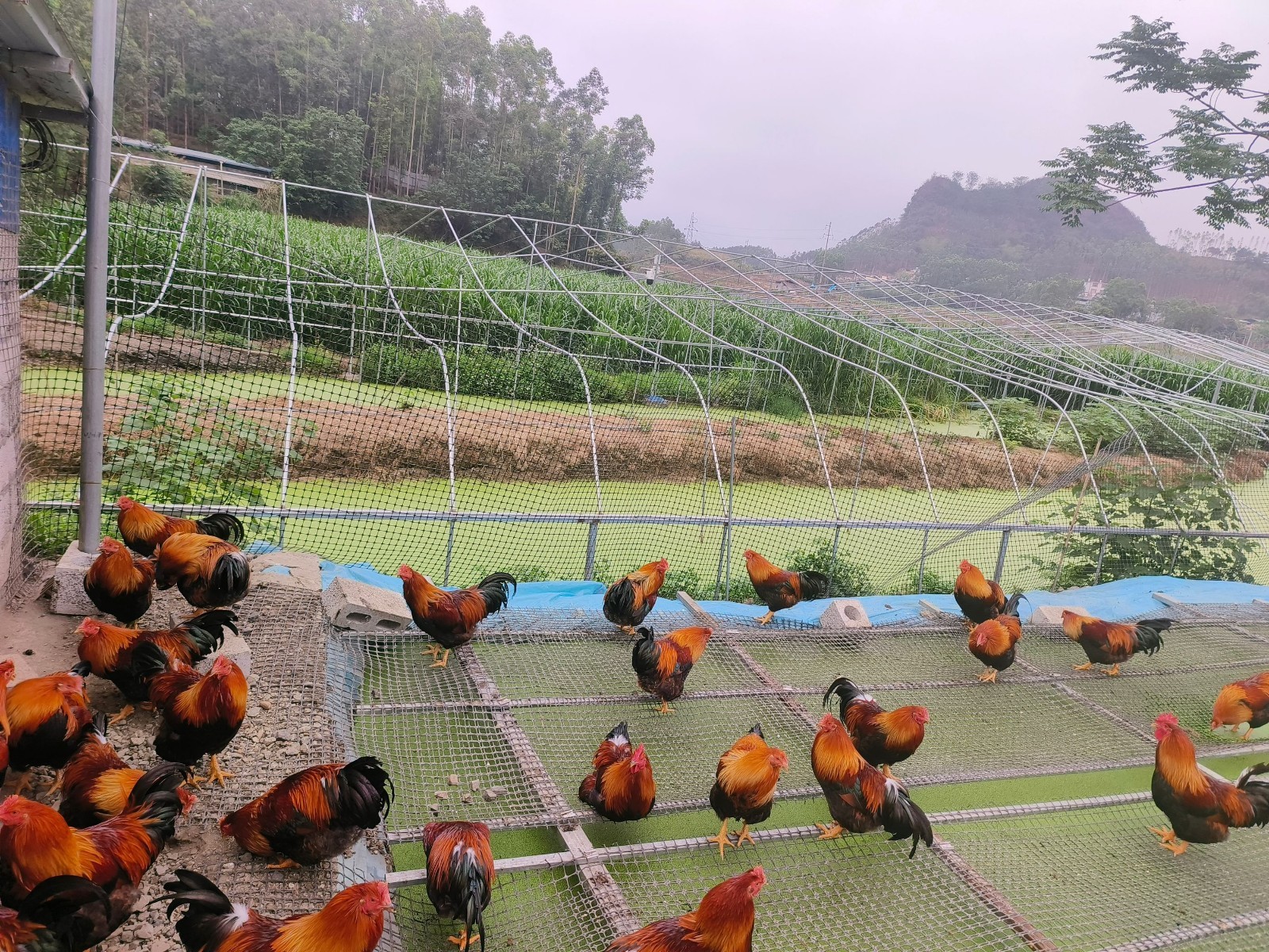 17467654536616453.jpg 17467654536616453.jpg