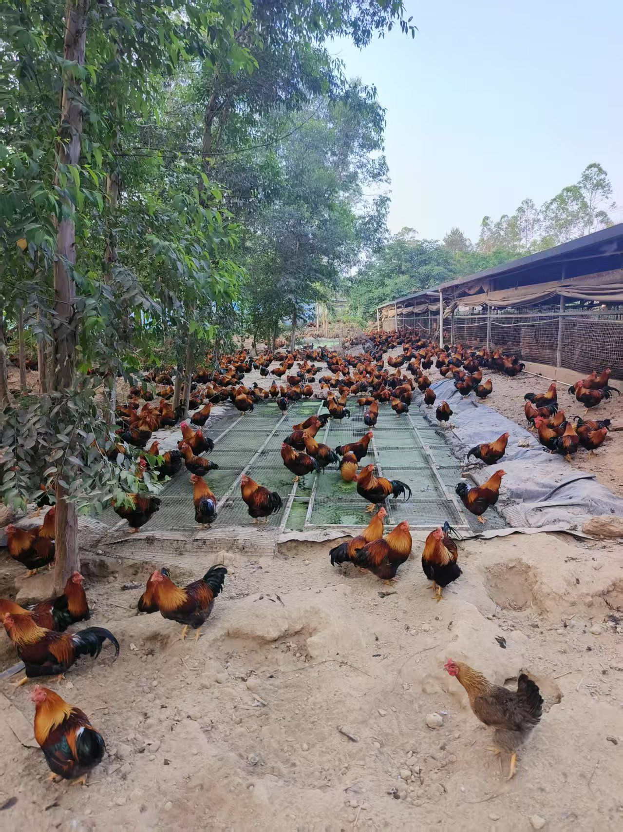 17467652477546583.jpg 17467652477546583.jpg