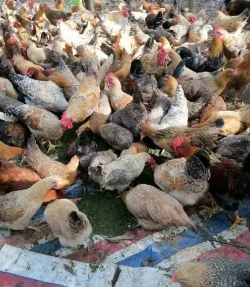 17616376369852202.png 17616376369852202.png