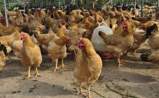 截图20260305093332.png 截图20260305093332.png