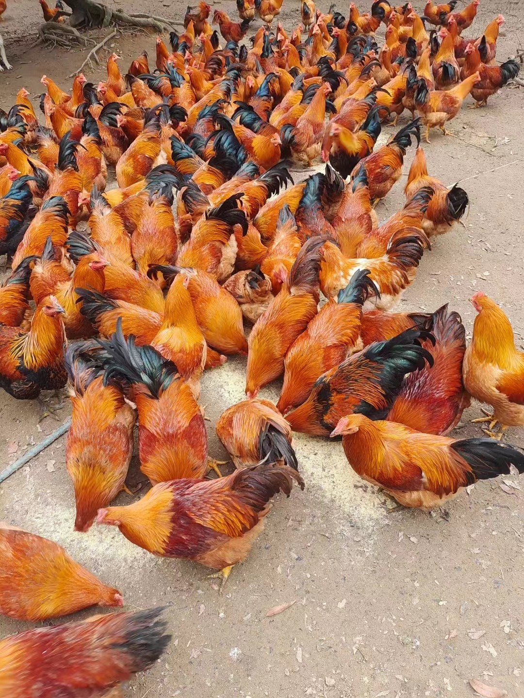 微信图片_20260305100217.jpg 微信图片_20260305100217.jpg