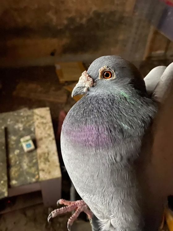 FA97B21C15B98EB24F087E86E225ED4C.png FA97B21C15B98EB24F087E86E225ED4C.png