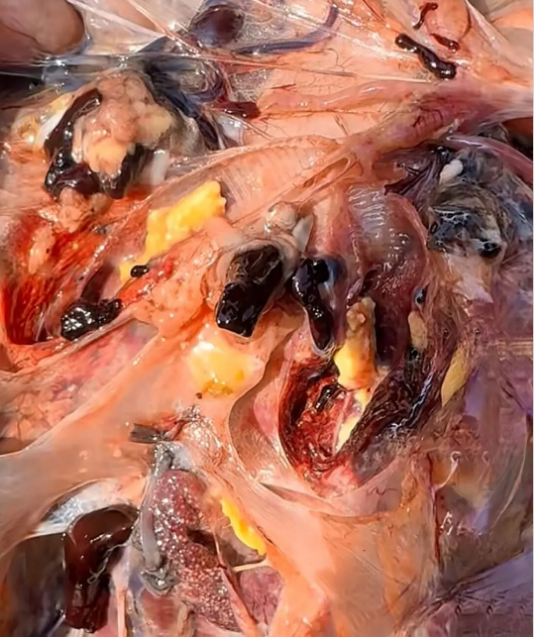 806388cd-fef0-4170-8daa-b3a67660546b.png 806388cd-fef0-4170-8daa-b3a67660546b.png