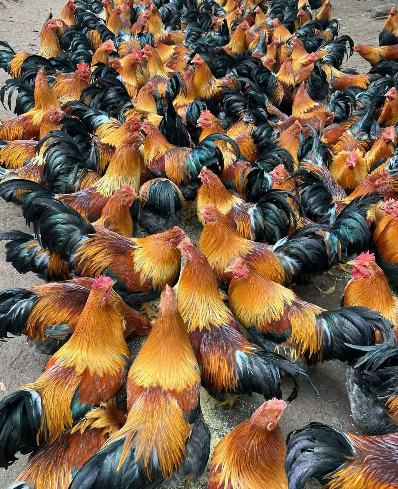 20db1a409262d18c850edf24a33bedae_720.jpg 20db1a409262d18c850edf24a33bedae_720.jpg