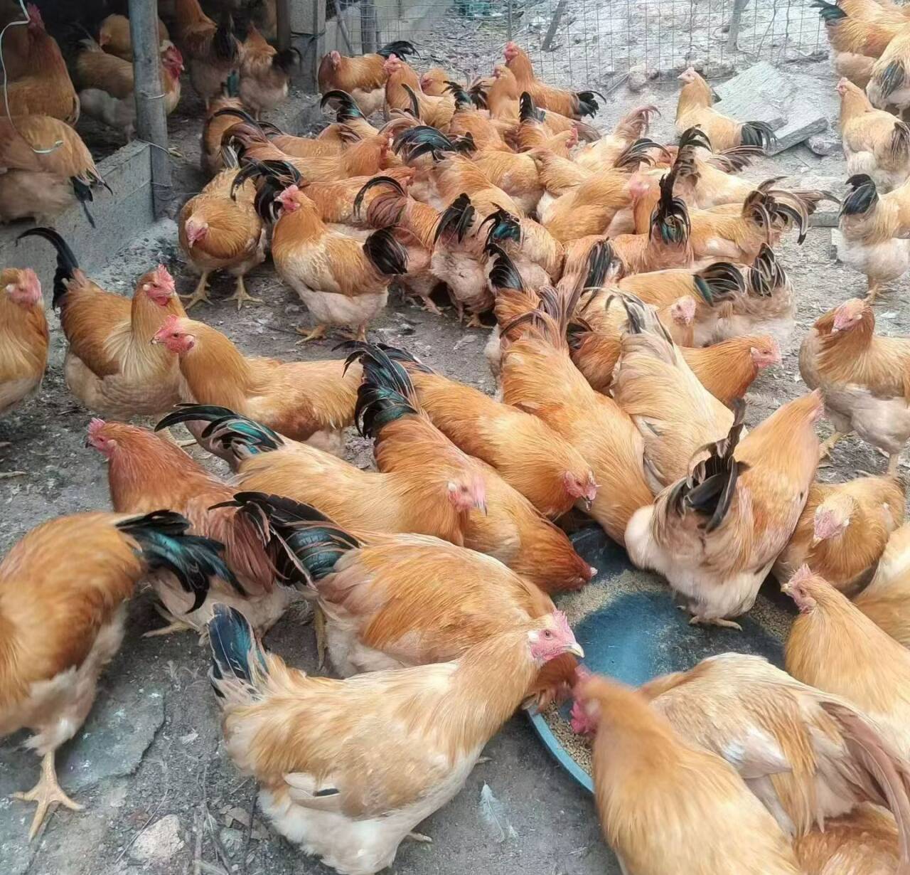 1b064d0f803f34fffb4776b4f2da9abf_720.jpg 1b064d0f803f34fffb4776b4f2da9abf_720.jpg