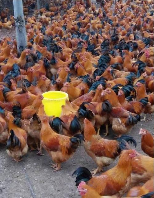 1713408520955951.jpg 1713408520955951.jpg