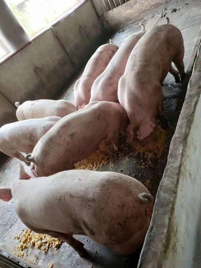 1713408520139323.jpg 1713408520139323.jpg