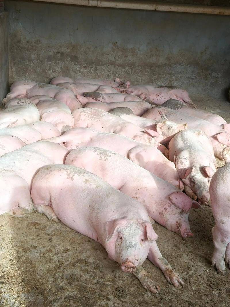 f7dee410f137ed0e32319f8de680920f_720.jpeg f7dee410f137ed0e32319f8de680920f_720.jpeg