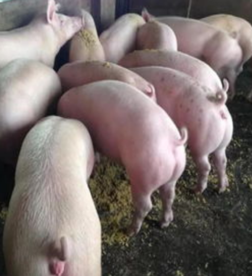 QQ图片20240426145336.png QQ图片20240426145336.png