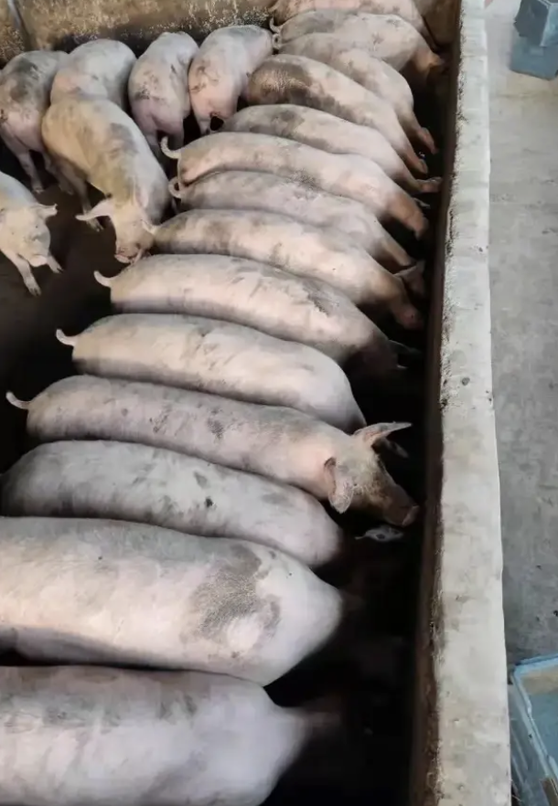 截屏2026-03-31 15.59.06.png