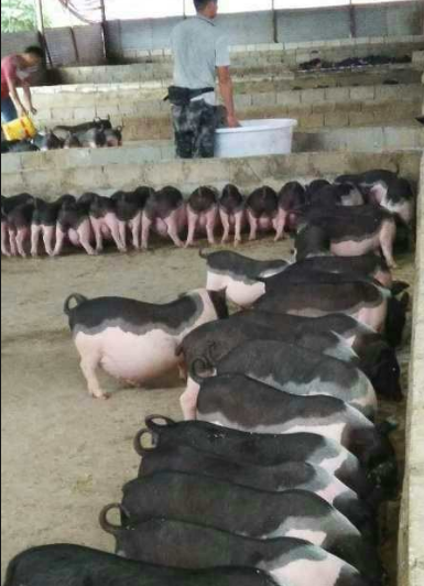 17653316999190825.png 17653316999190825.png