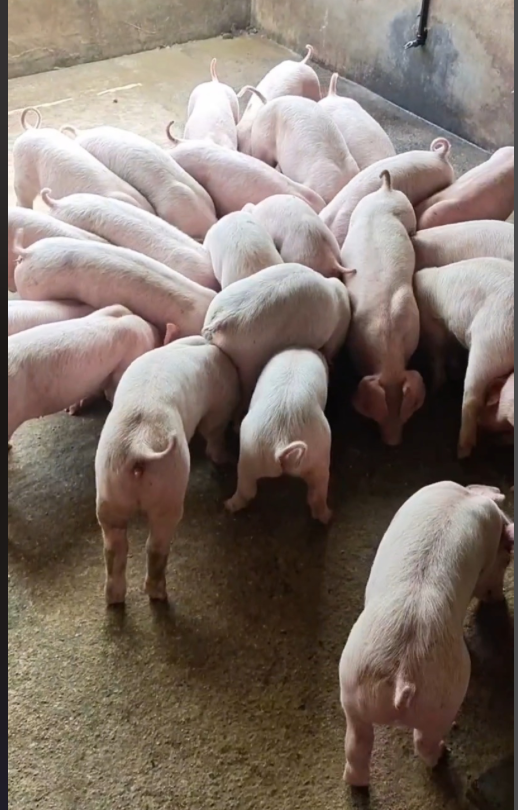 截屏2026-04-07 11.08.21.png 截屏2026-04-07 11.08.21.png