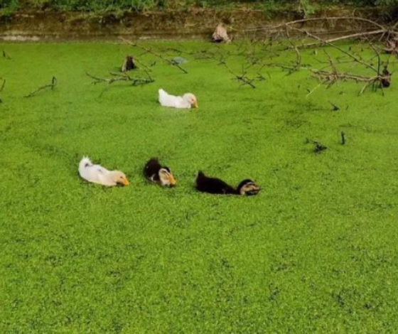 74A59DB41568AB06C0DB487018C1F6F6.png 74A59DB41568AB06C0DB487018C1F6F6.png