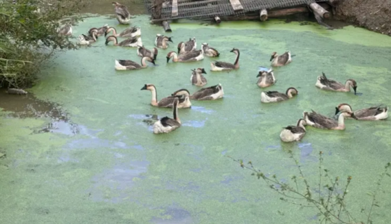 14BA8C66A24803B364C2CF044B625E30.png 14BA8C66A24803B364C2CF044B625E30.png