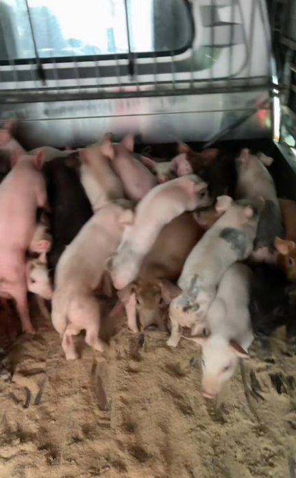 QQ图片20260410125324.png QQ图片20260410125324.png