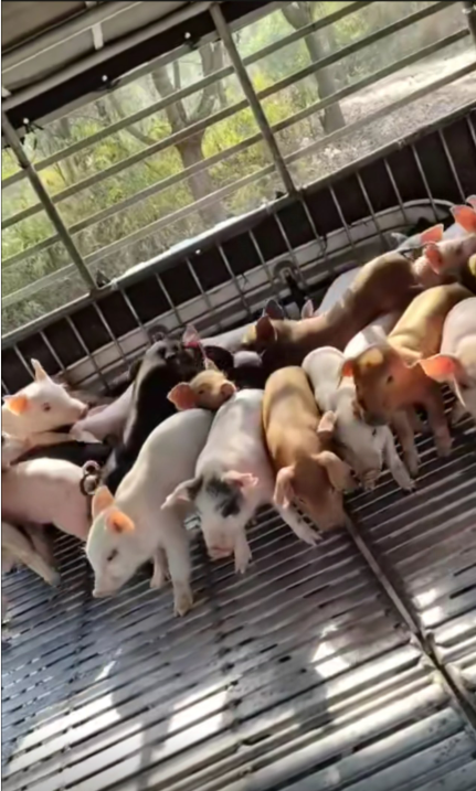 QQ图片20260410125318.png QQ图片20260410125318.png